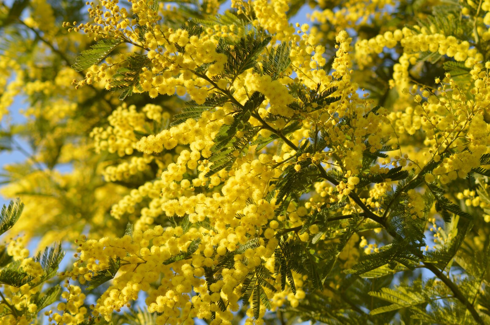 Nikon D3200 sample photo. Mimosa, flower, yellow photography