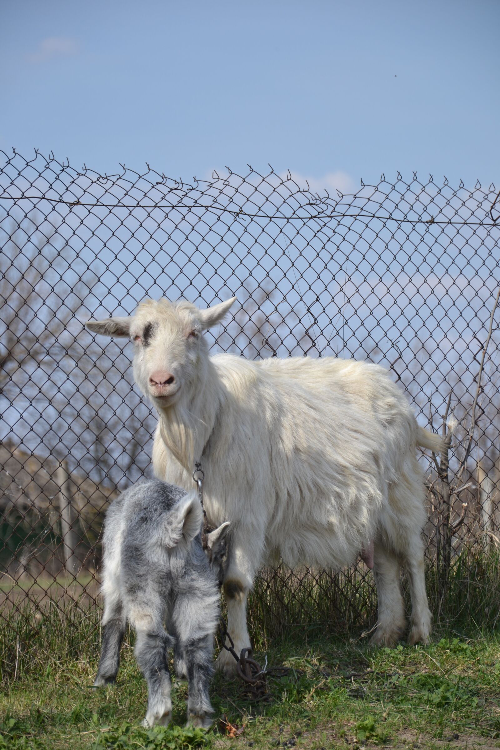 Nikon D3100 sample photo. Goat, village, animals photography