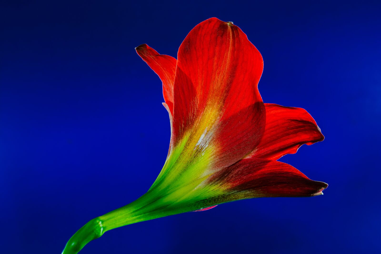 Nikon D5200 sample photo. Blossom, bloom, flower photography