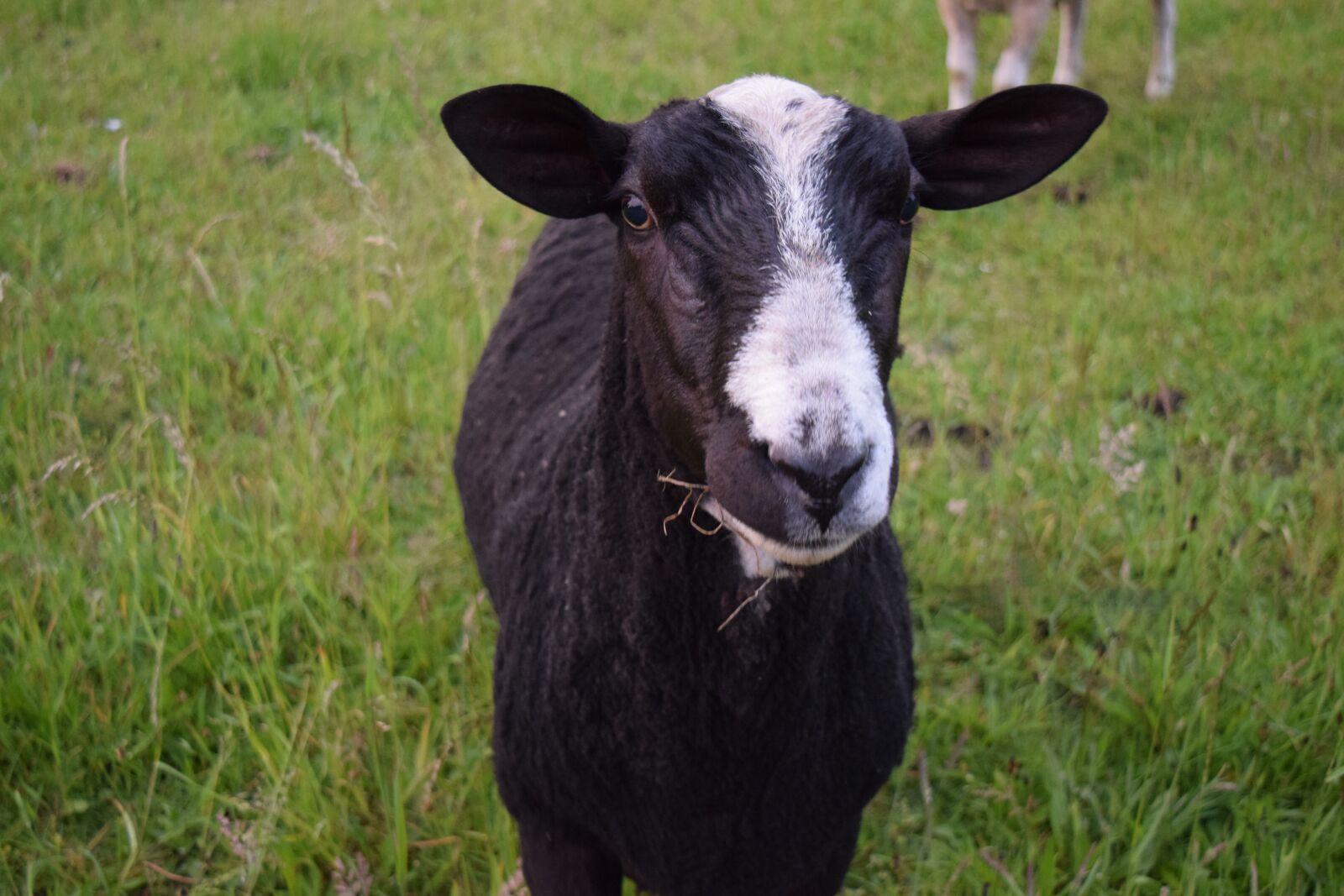Nikon D5300 sample photo. Sheep, grass, animal photography