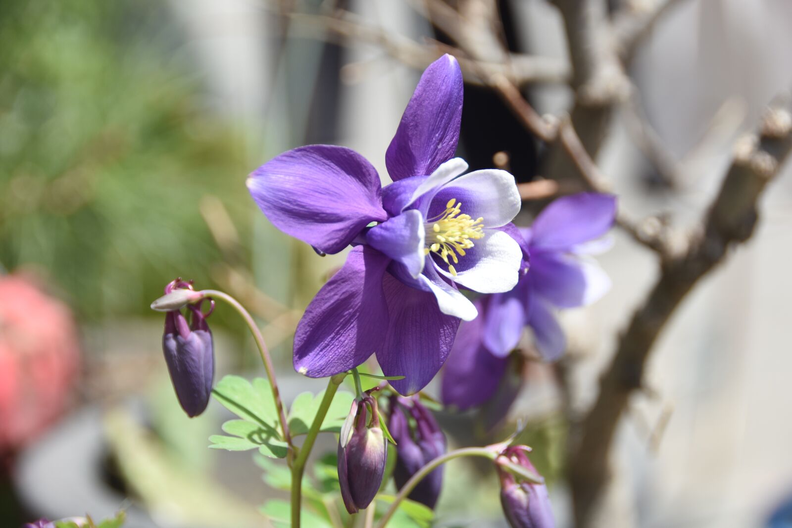 Nikon D7200 sample photo. Wildflower, behold, spring photography