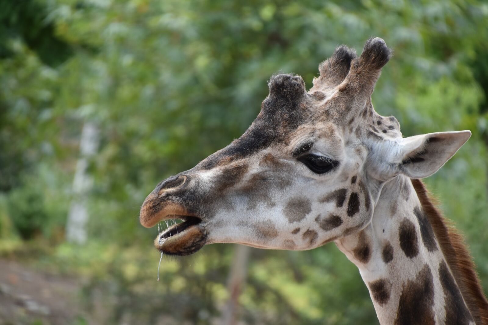 Nikon D5600 sample photo. Giraffe, head, africa photography