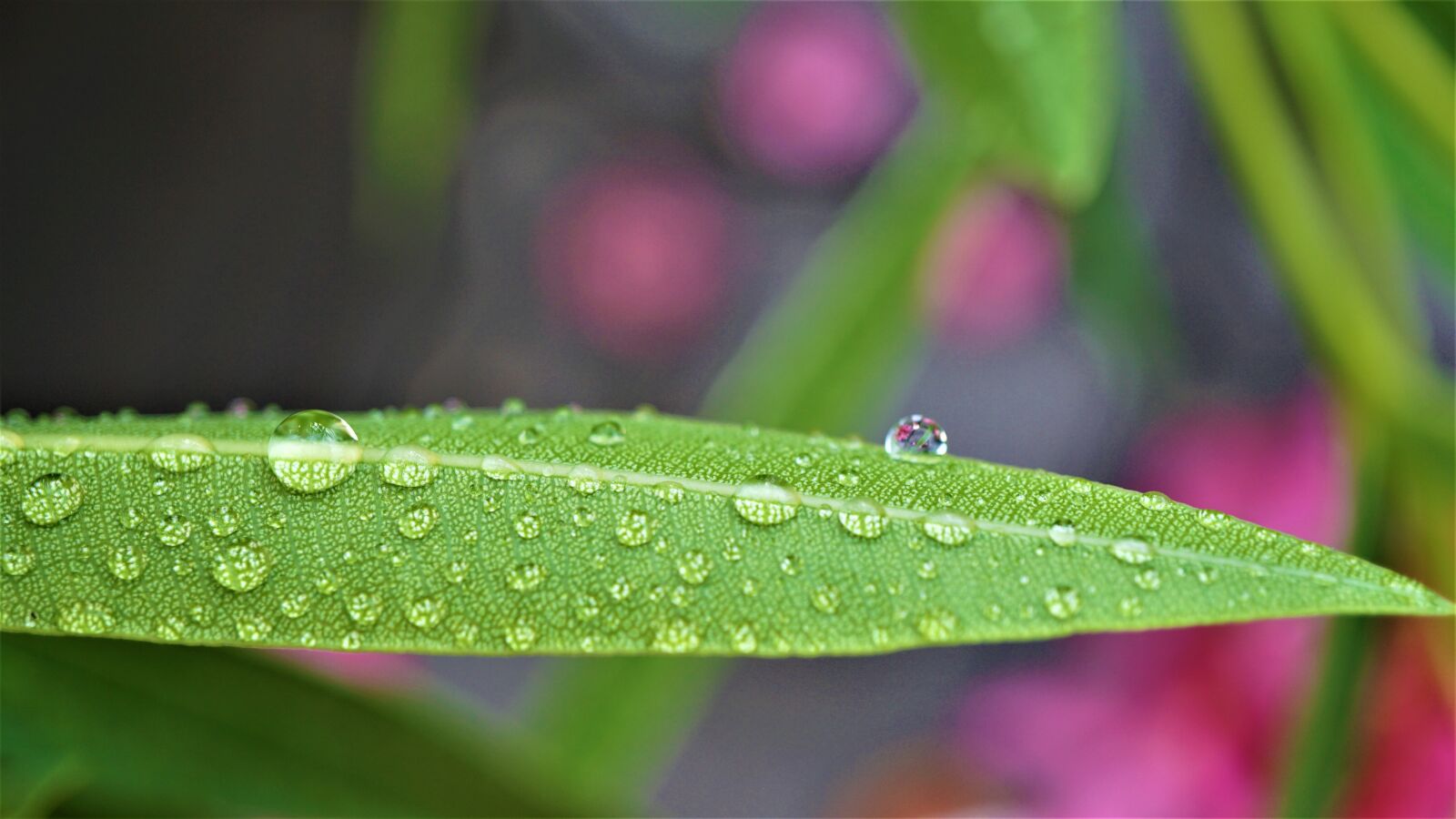 Sony E 30mm F3.5 Macro sample photo. Background, pattern, drop of photography