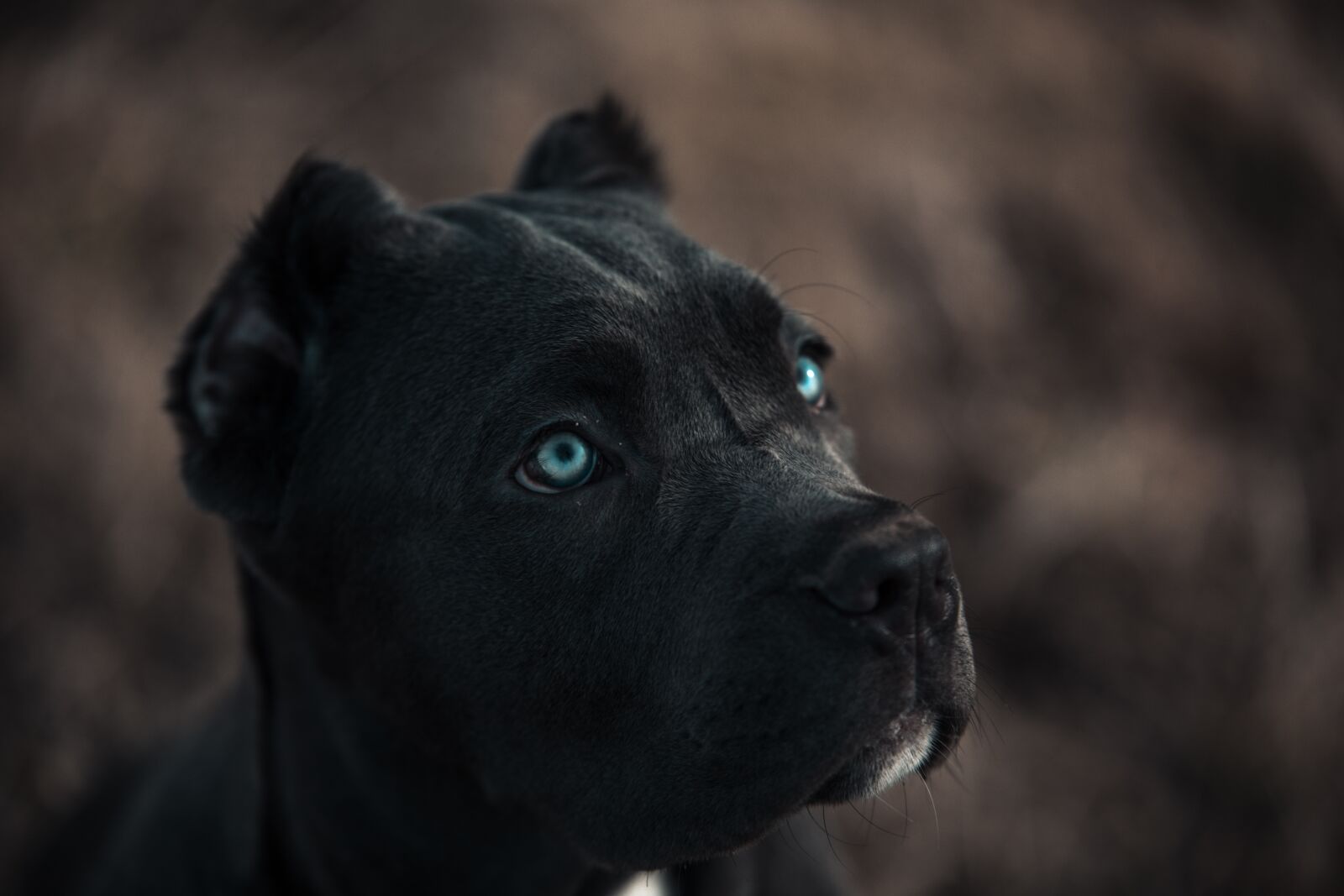 Canon EOS 6D sample photo. Bandog, puppy, blue eyes photography