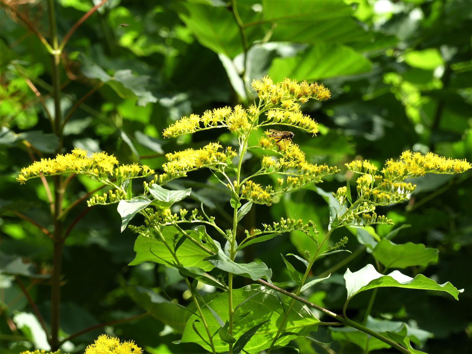 Panasonic Lumix DMC-FZ300 sample photo. Bush, yellow, branch photography