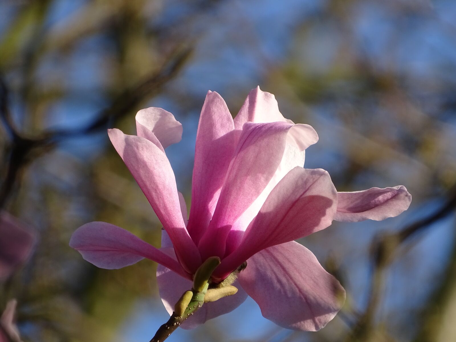 Sony Cyber-shot DSC-HX400V sample photo. Magnolia, blossom, bloom photography