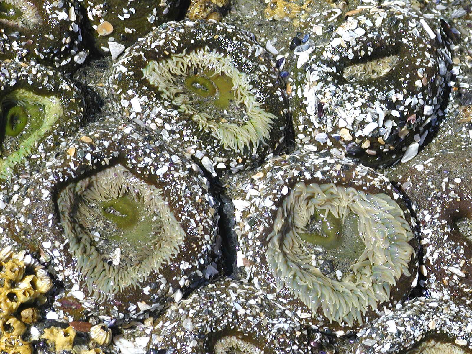 Olympus C2100UZ sample photo. Sea, anemone, underwater photography