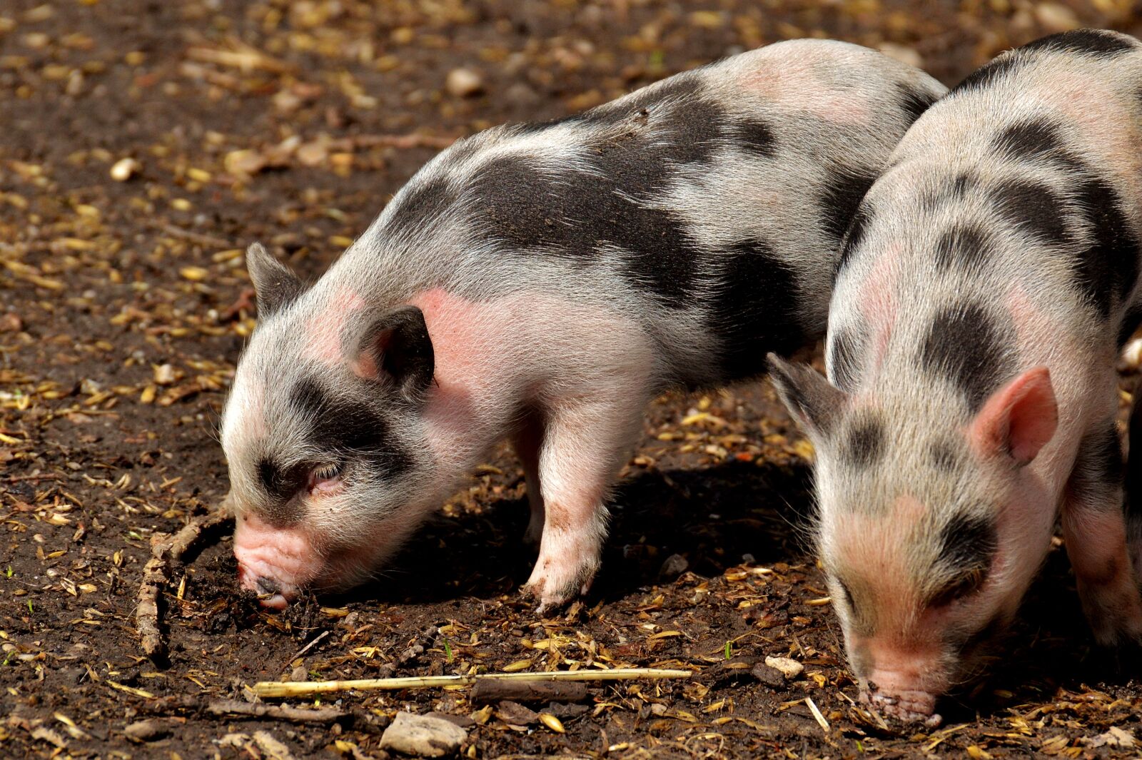 Nikon D3200 sample photo. Piglet, small pigs, mini photography