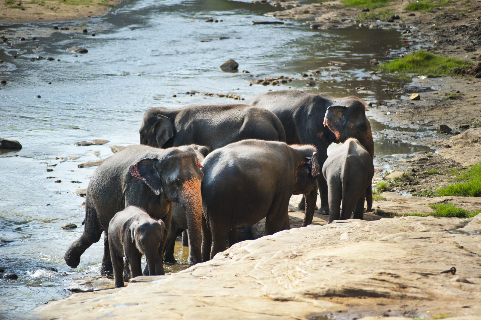 Nikon D700 sample photo. Animals, baby, elephants, environment photography