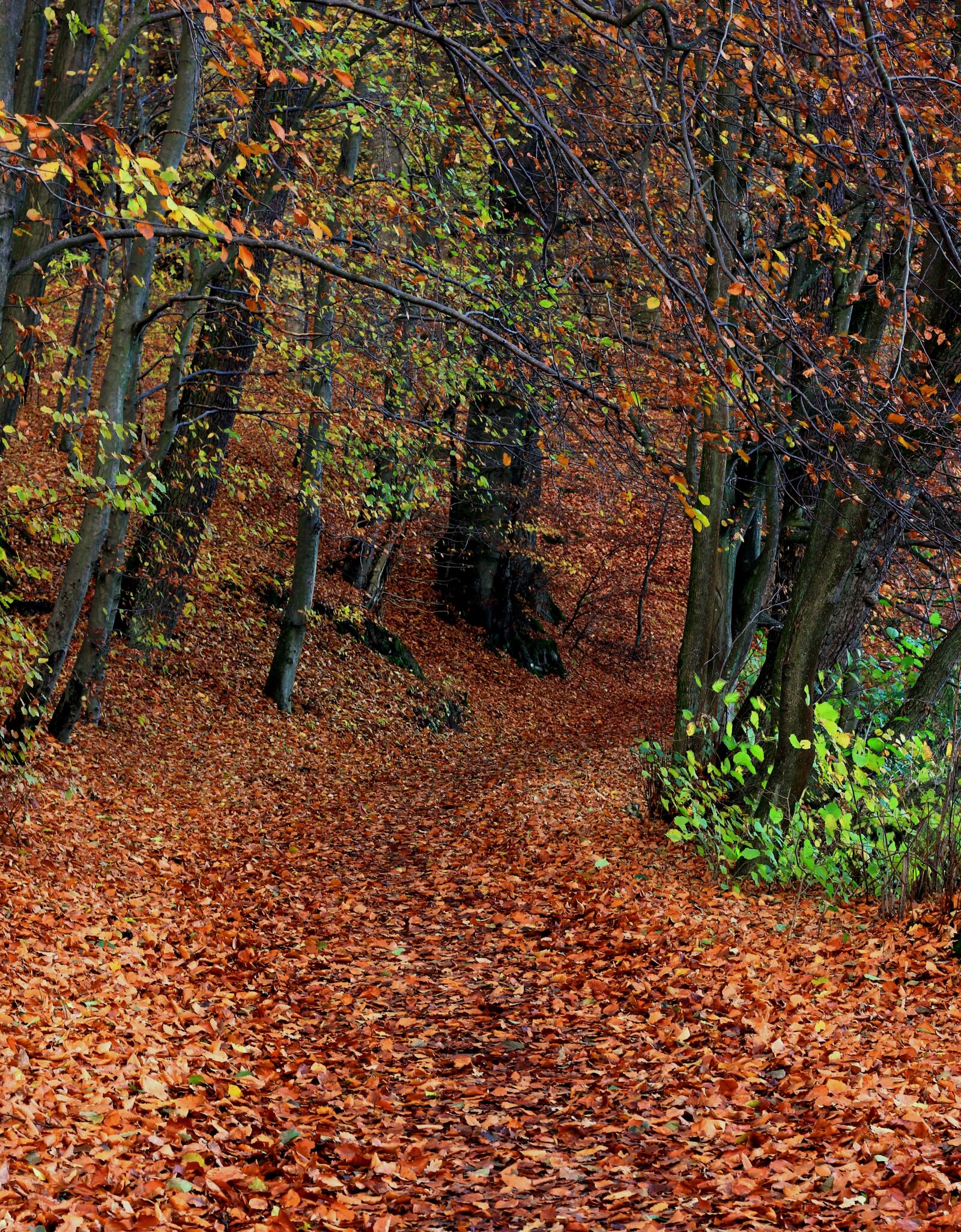 Canon EOS 60D + Canon EF 50mm F1.8 II sample photo. Forest, autumn, foliage photography