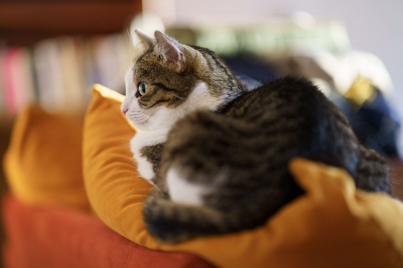 Sony a7R IV sample photo. Cat comfortable photography