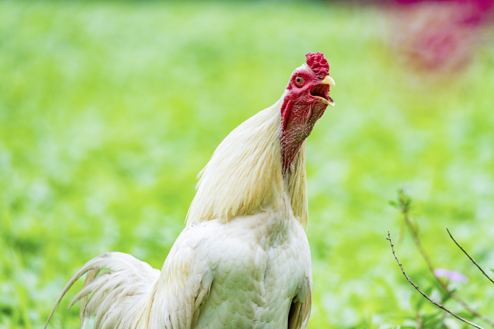 Nikon D810 sample photo. Chicken, rico, delicious photography