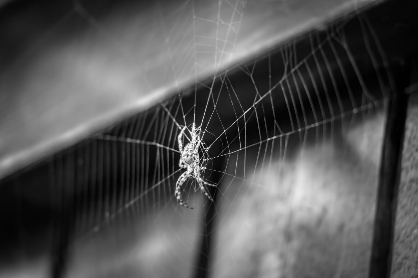 Canon EF-S 18-135mm F3.5-5.6 IS USM sample photo. Spider, cobweb, hotel photography