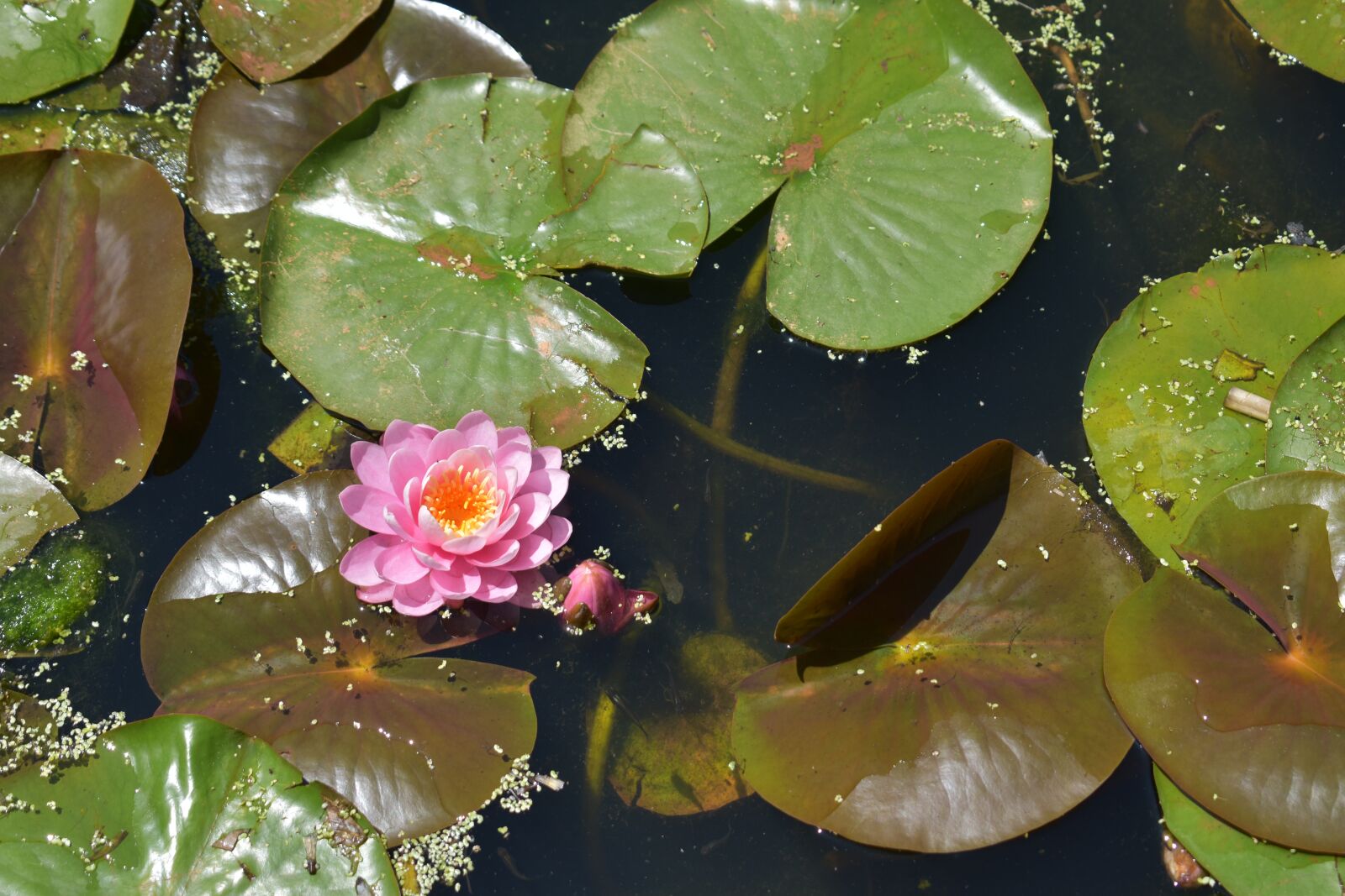 Nikon D3400 sample photo. Lotus, pink, pond photography