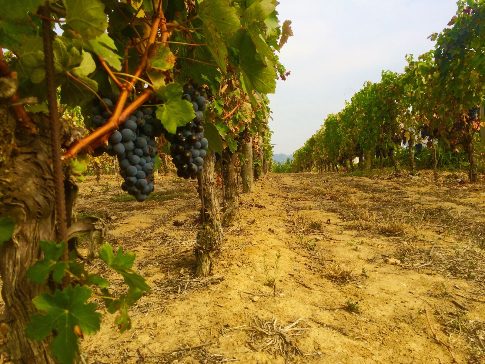 Apple iPhone 5s sample photo. Vineyard, nature, grapes photography