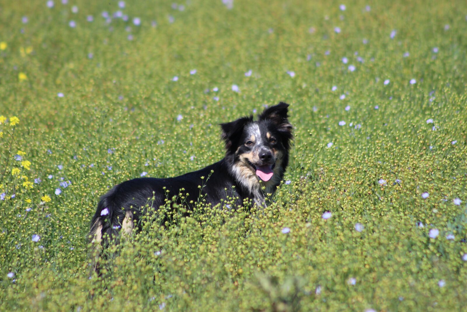 Canon EF75-300mm f/4-5.6 sample photo. Border collie, field, blue photography