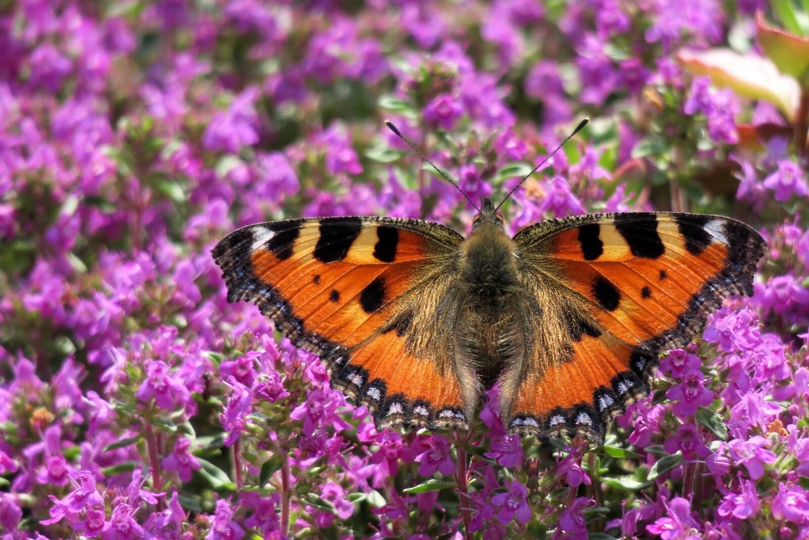 Canon PowerShot G3 X sample photo. Little fox, butterfly, insect photography