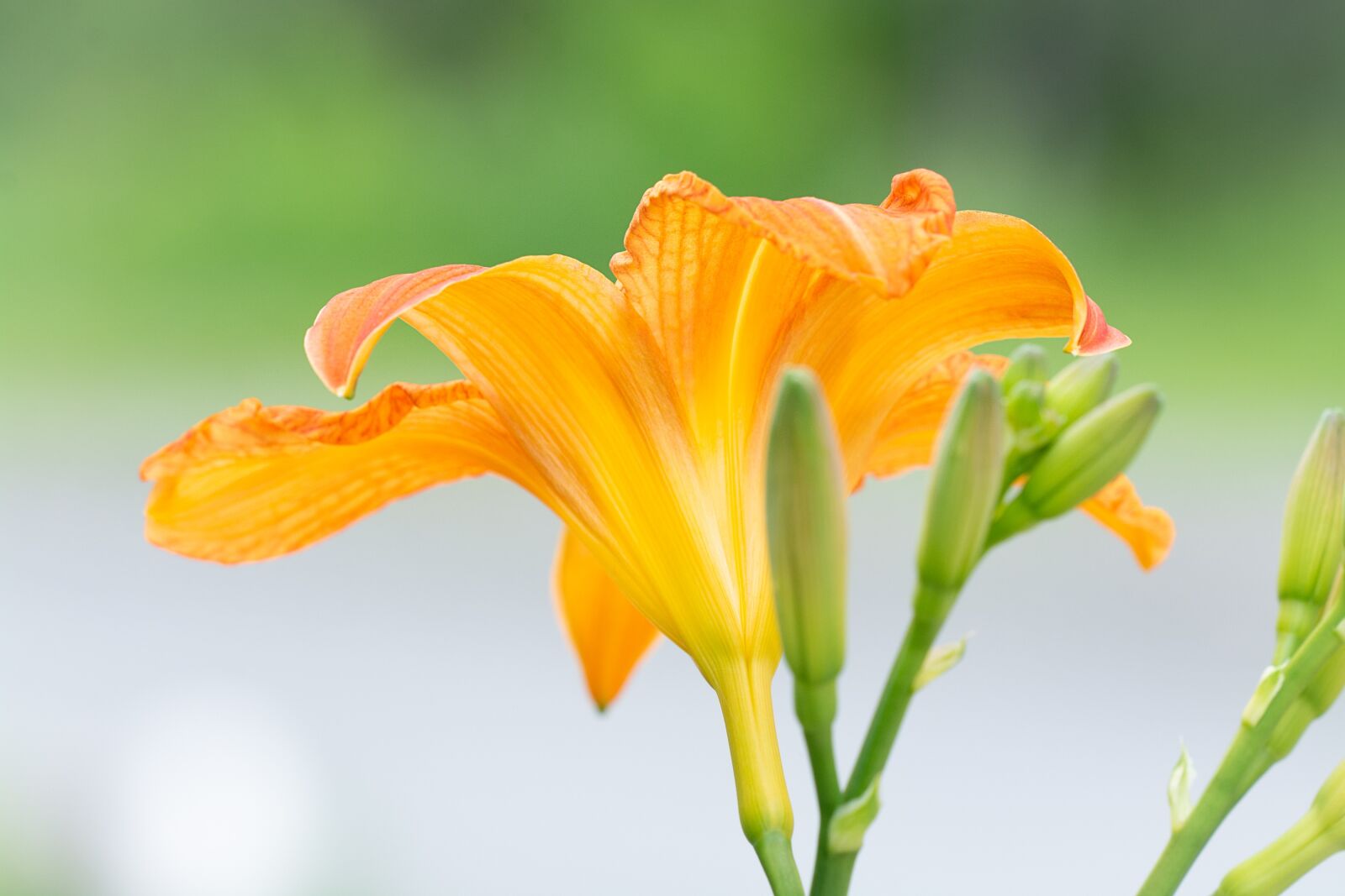 Nikon D7100 sample photo. Lily, orange, orange flower photography