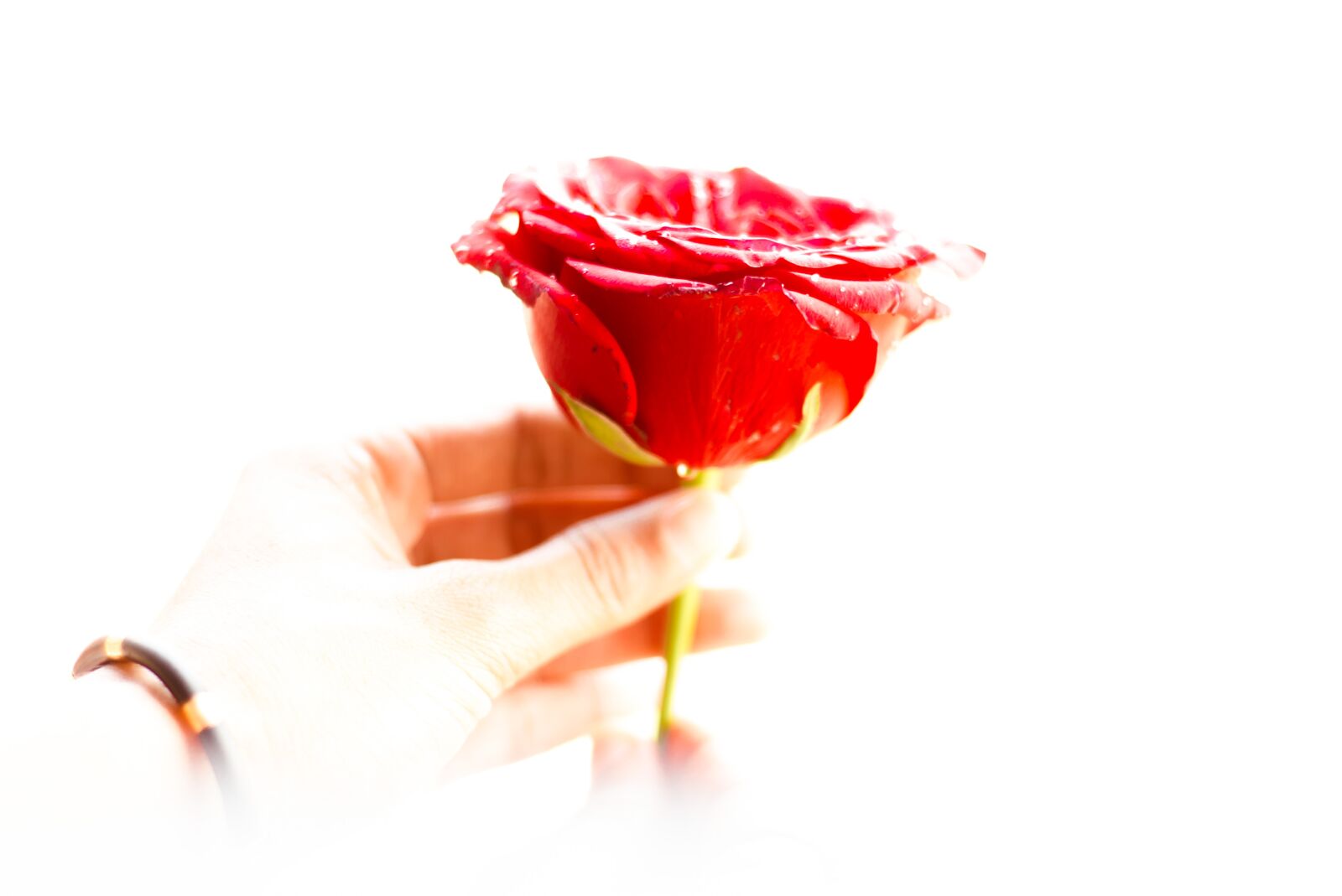 Nikon D7000 sample photo. Rose, nature, hand photography
