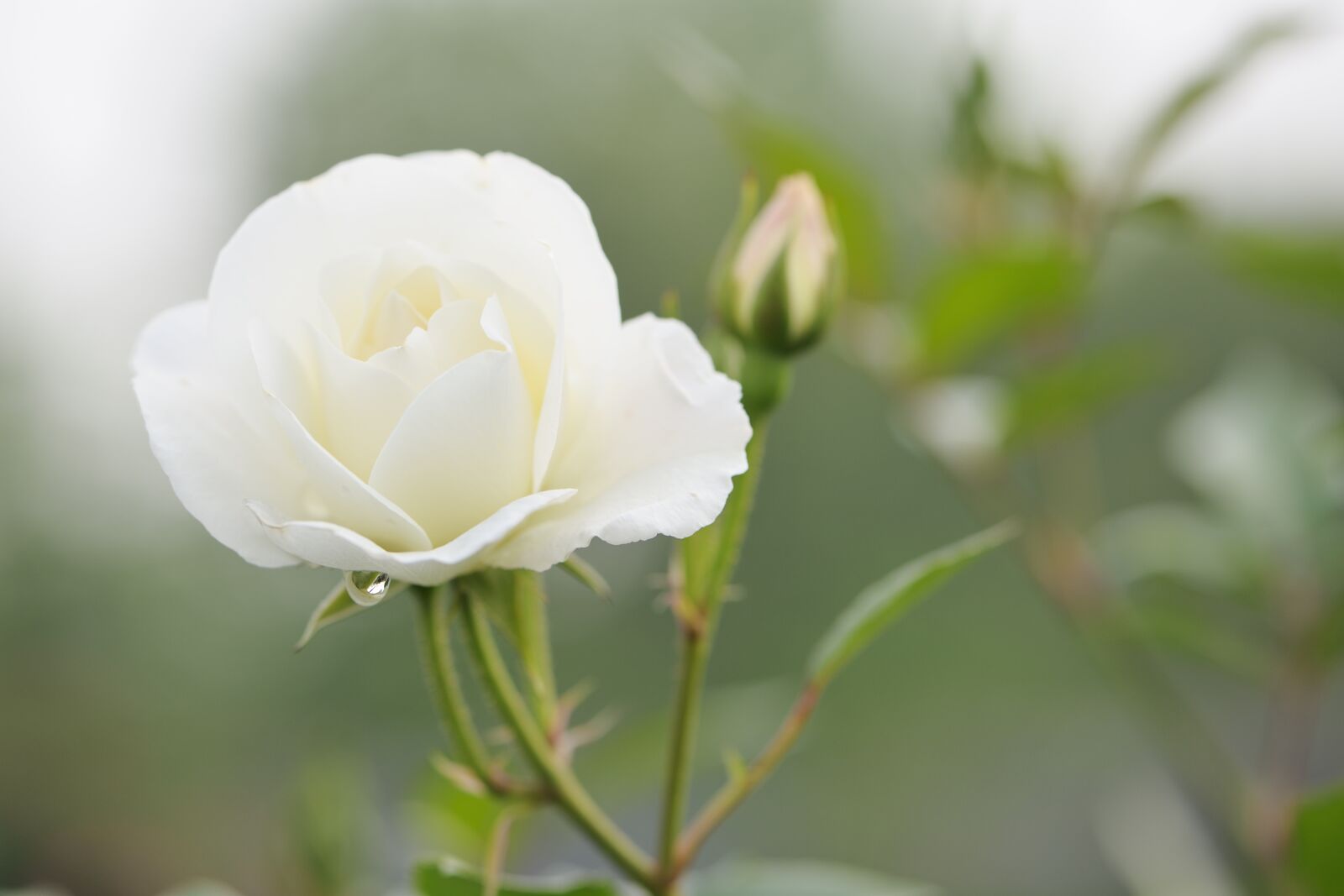 Nikon D700 sample photo. Blooming, rose, flower photography