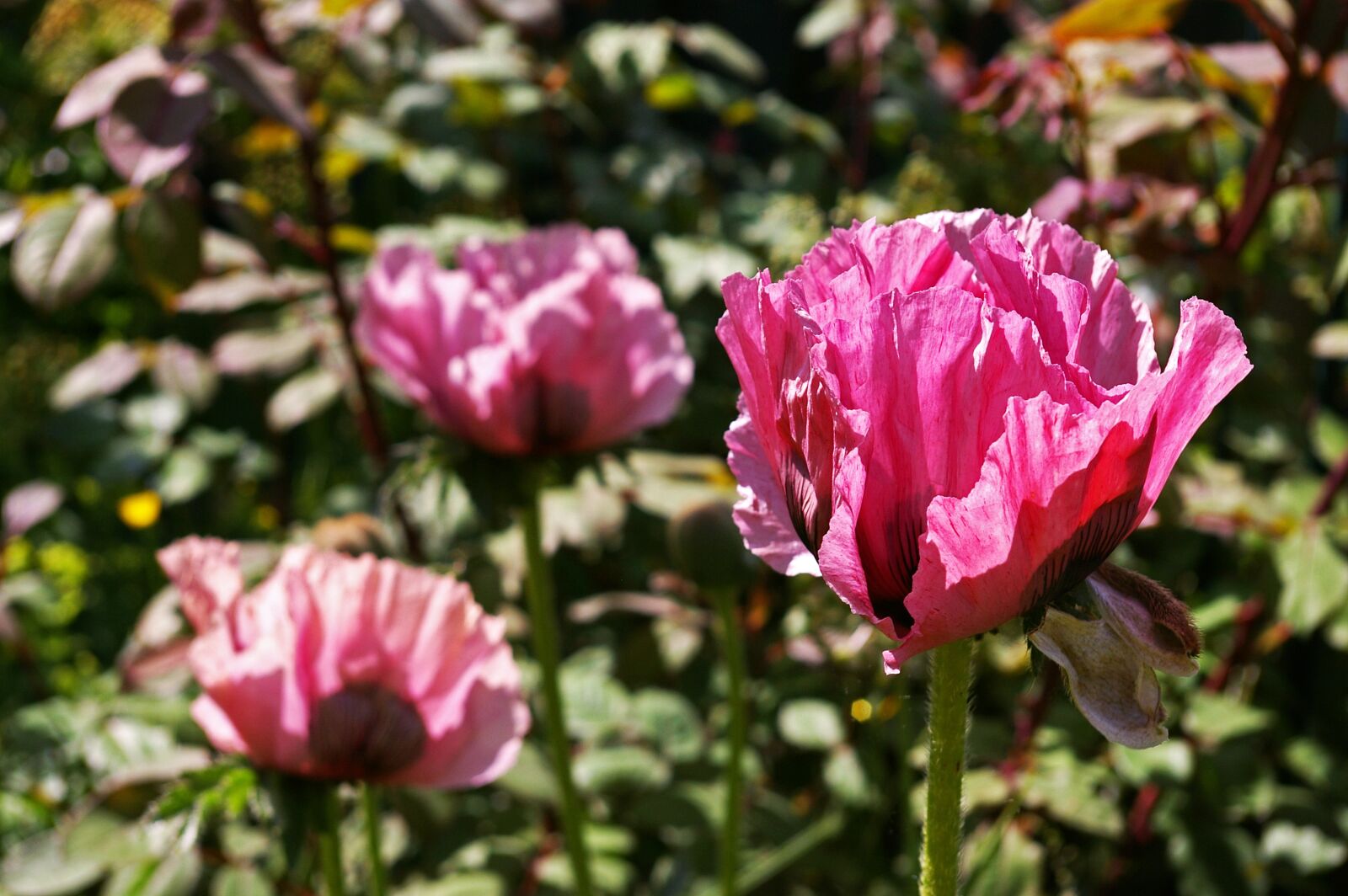 Pentax *ist DL2 sample photo. Poppy, garden, flower photography