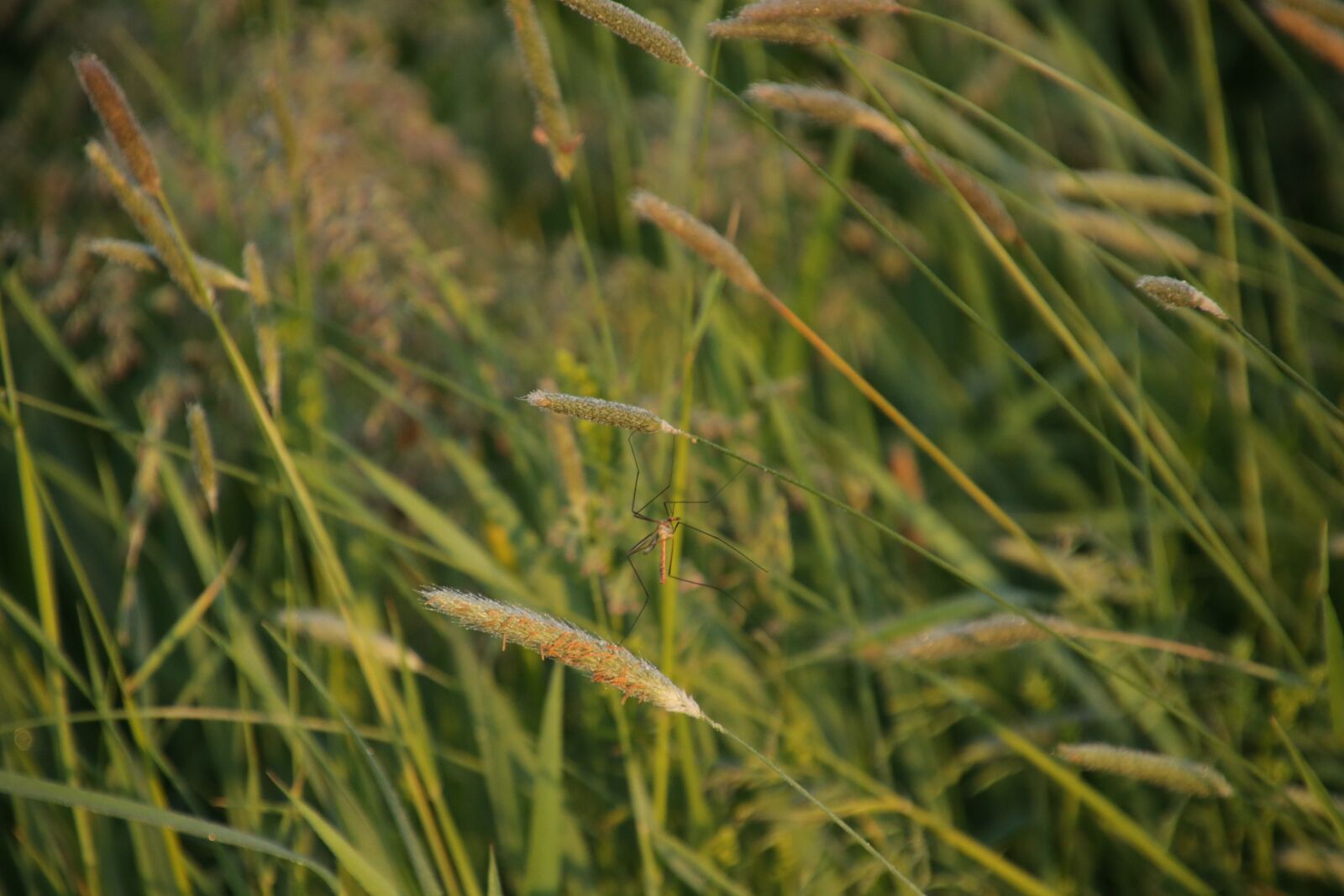 Canon EOS 750D (EOS Rebel T6i / EOS Kiss X8i) sample photo. Meadow, morning, schnake photography