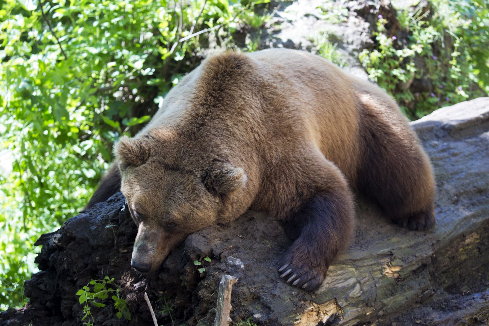 Canon EOS-1D X sample photo. European brown bear, afternoon photography