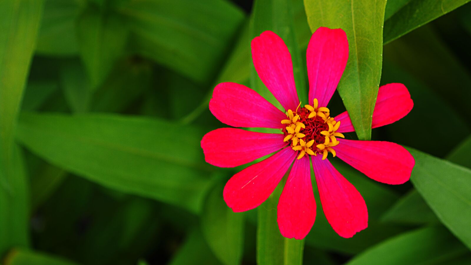 Panasonic Lumix DMC-GX7 sample photo. Flower, summer, nature photography