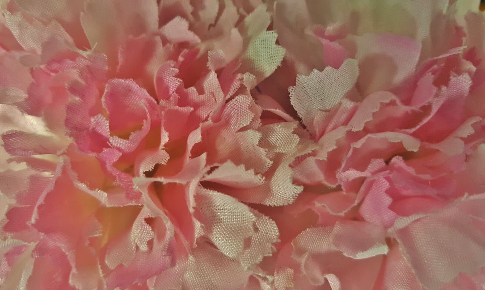Samsung Galaxy Note5 sample photo. Flowers, chrysanthemums, floral photography