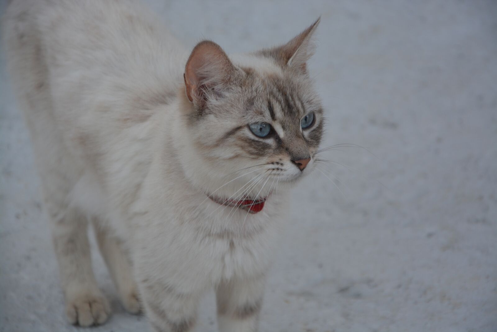 Nikon D5200 sample photo. Cat, blue eyes, profile photography