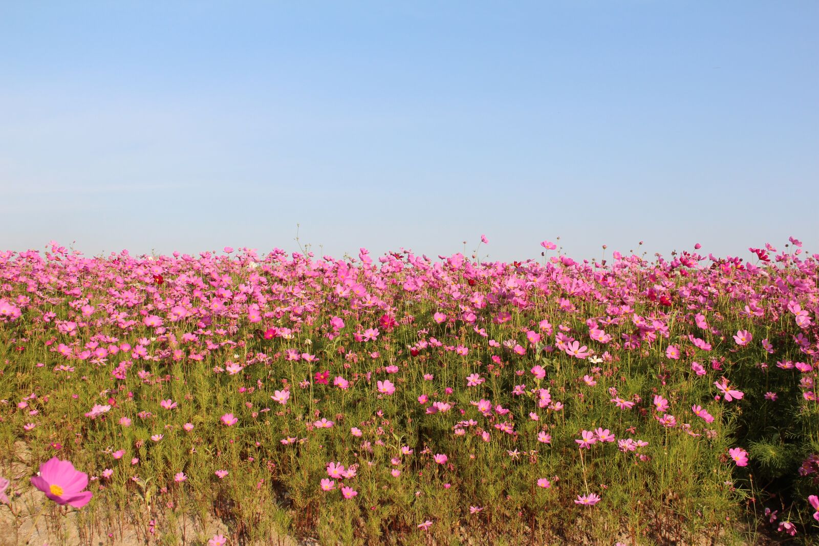Canon EF-S 18-135mm F3.5-5.6 IS sample photo. The scenery, flower, spring photography