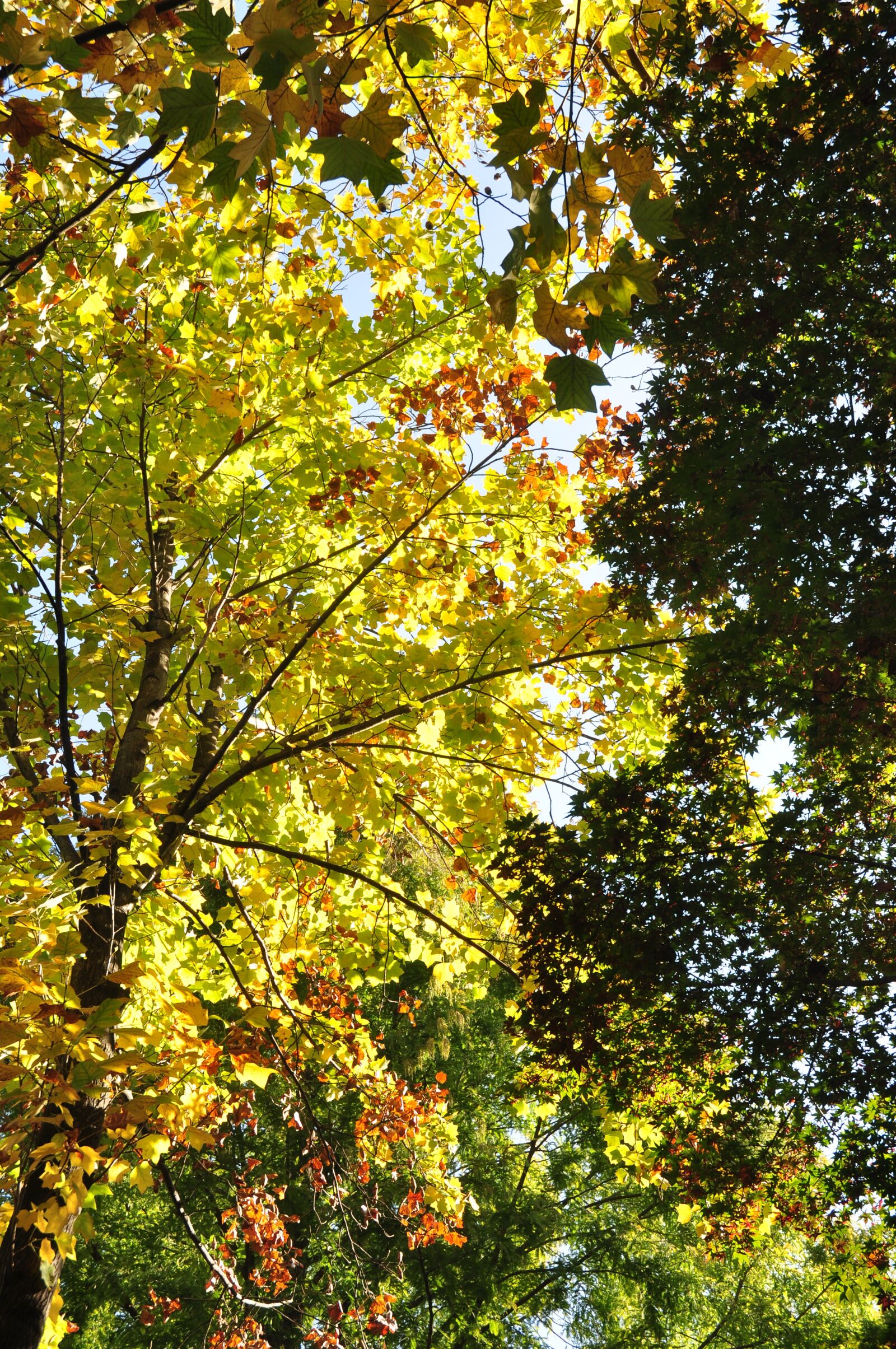 Nikon D90 sample photo. Nature, wood, forest photography