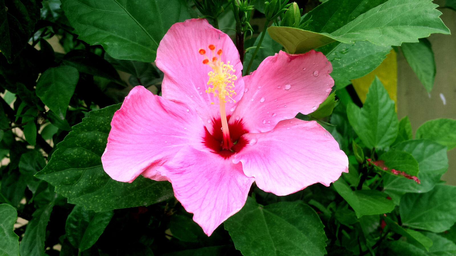 Samsung Galaxy S4 sample photo