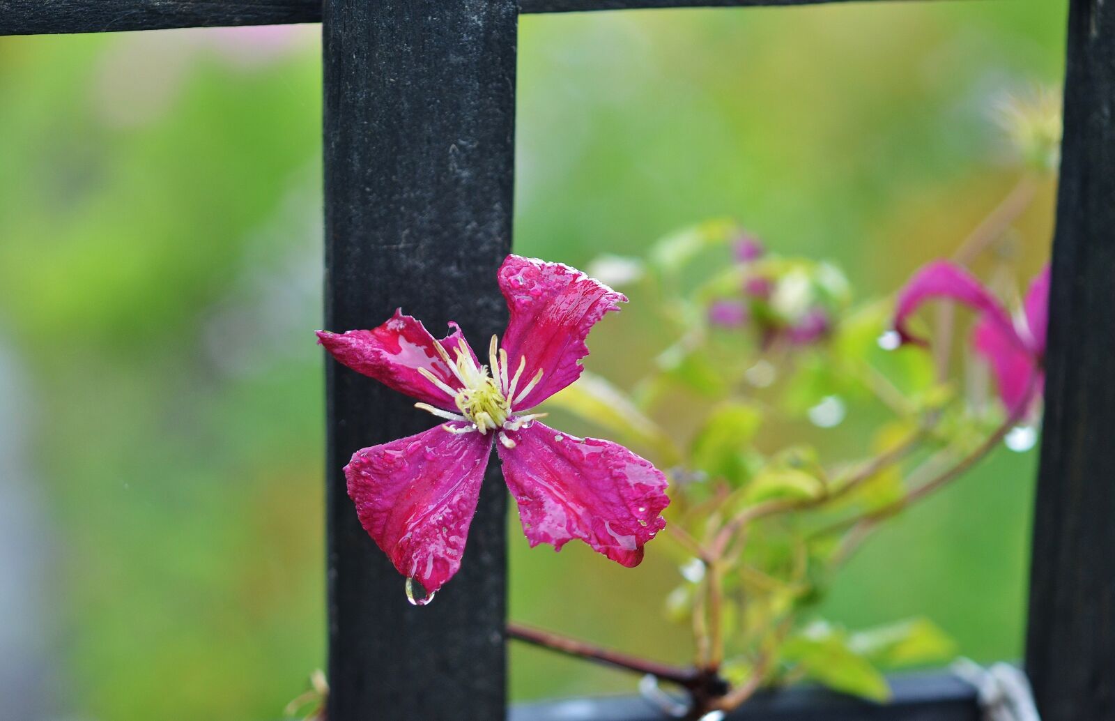 Nikon D7000 sample photo. Flower, natur, spring photography