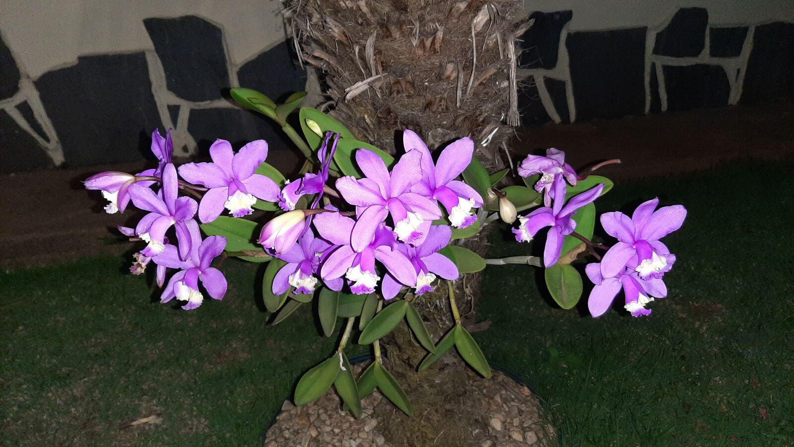 Samsung Galaxy A50 sample photo. Flower, spring, summer photography