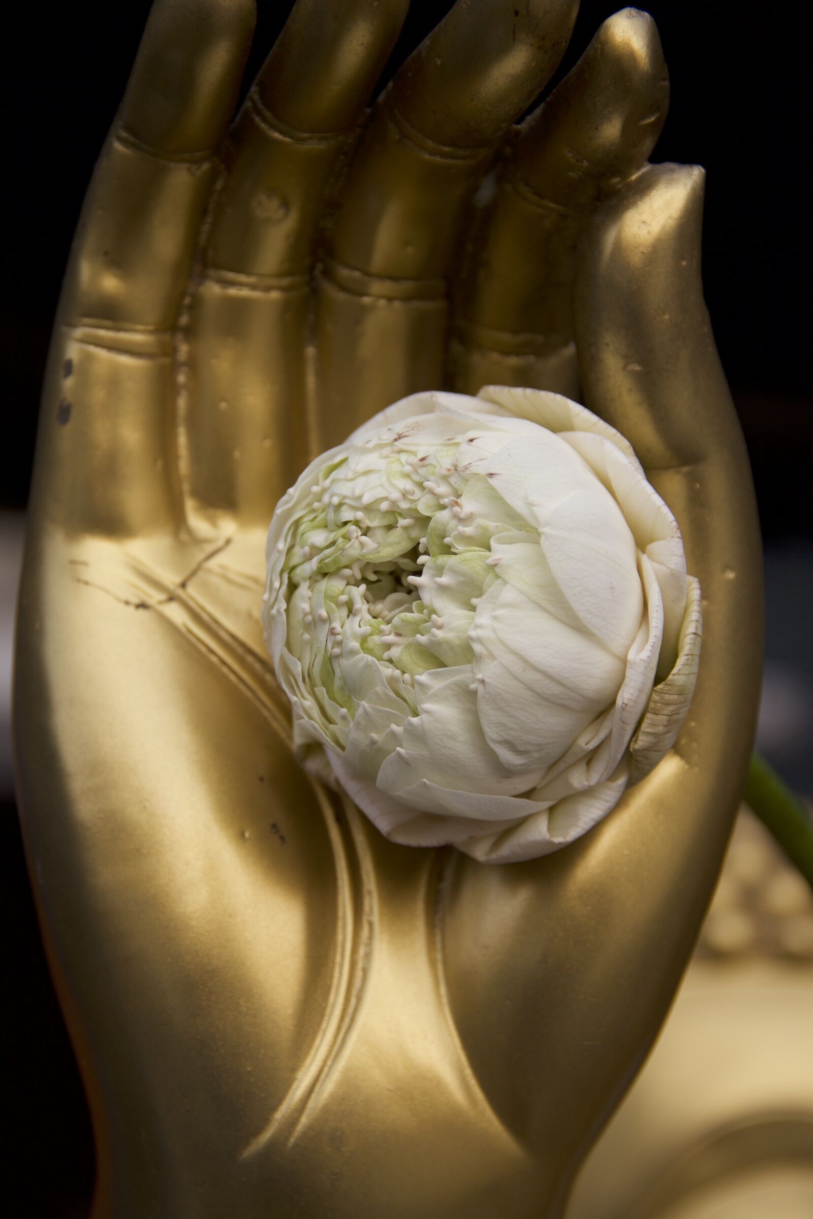 Canon EOS 550D (EOS Rebel T2i / EOS Kiss X4) sample photo. Thailand, buddhism, flower photography