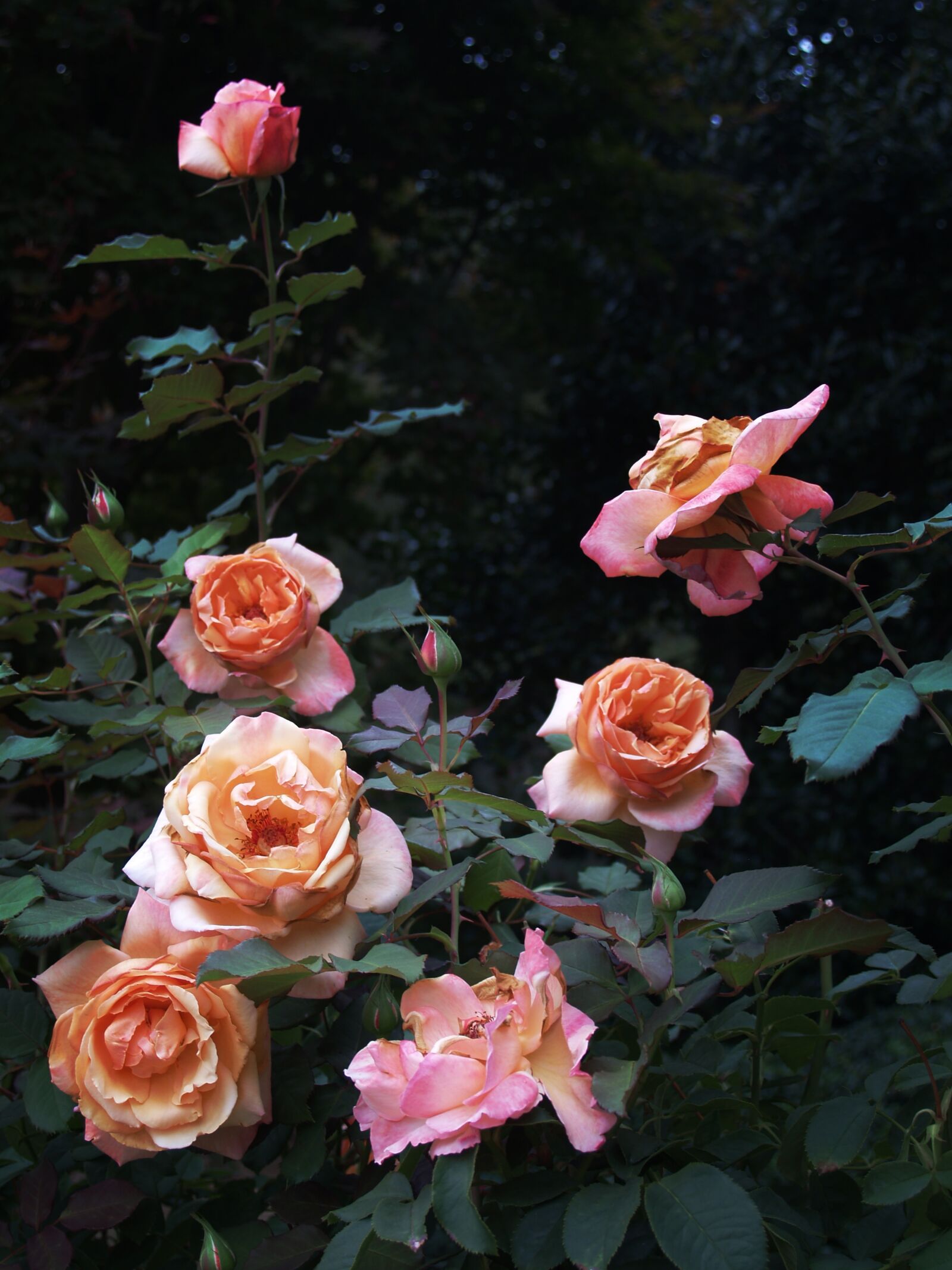 Olympus E-300 (EVOLT E-300) sample photo. Roses, summer, garden photography