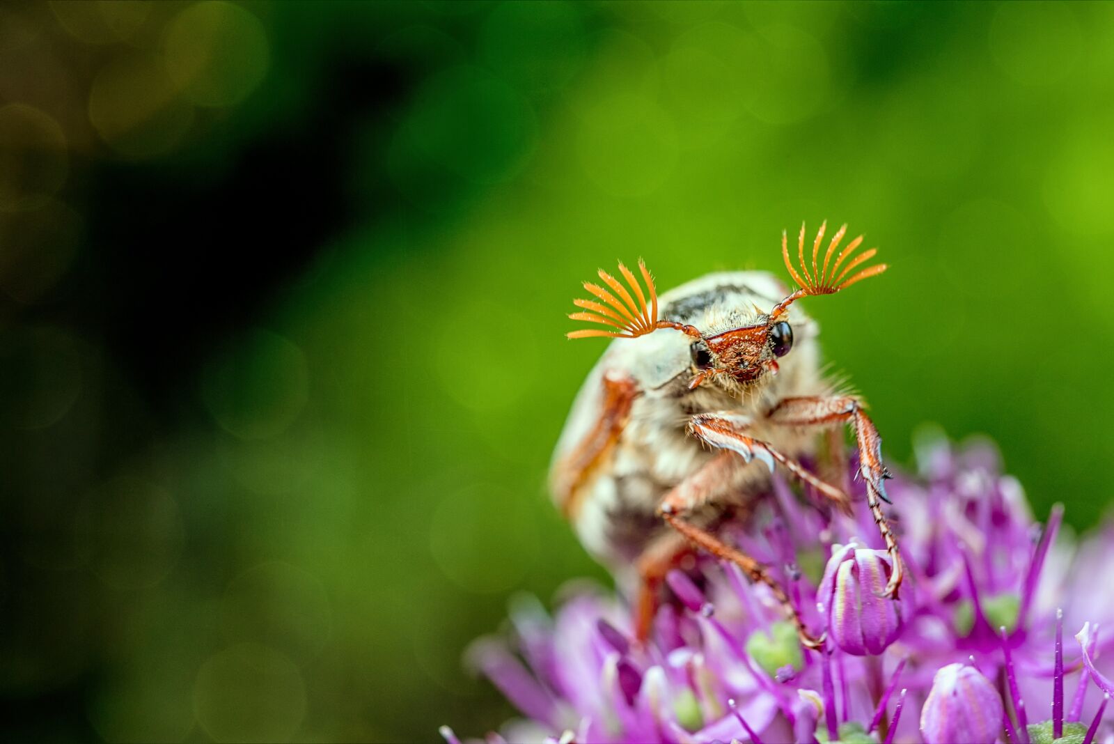 Nikon D750 sample photo. Maikäfer, nature, insect photography