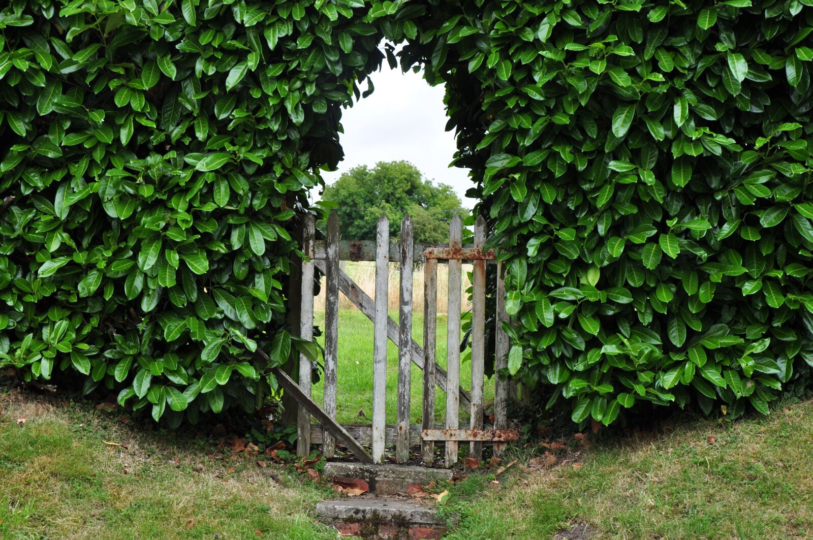 Nikon D5000 sample photo. Goal, hedge, garden gate photography