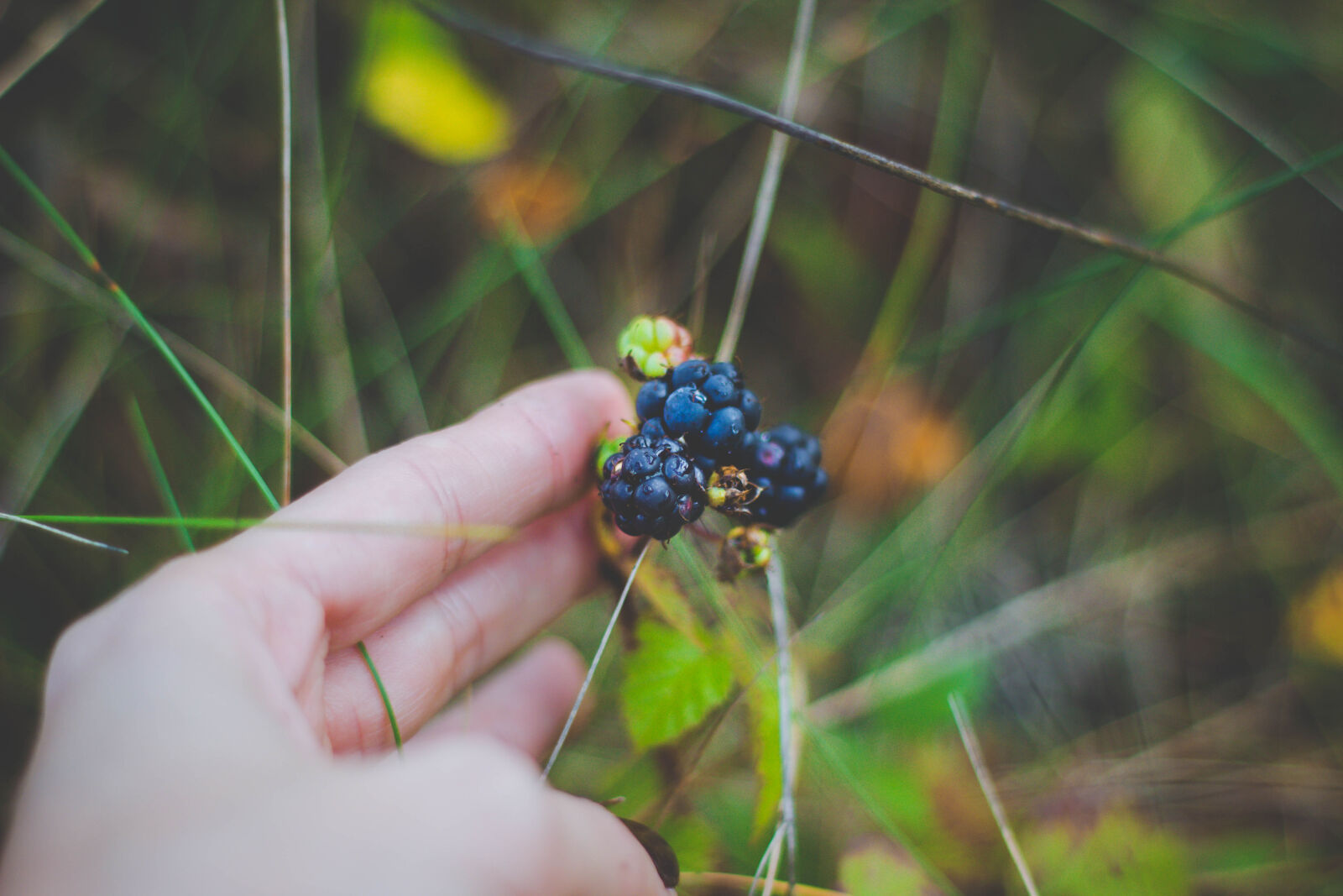 Canon EOS 600D (Rebel EOS T3i / EOS Kiss X5) + Canon EF 50mm F1.8 II sample photo. Berries, close, up, colors photography