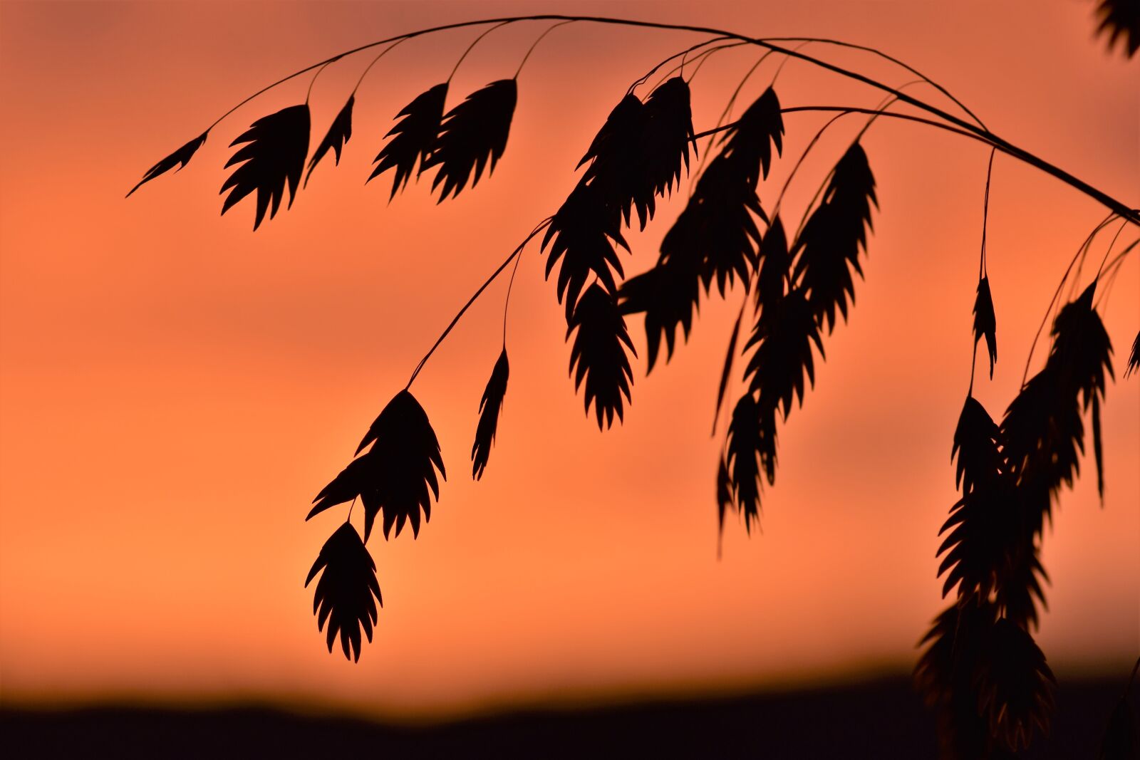 Nikon D5500 sample photo. Grass, backlighting, mood photography