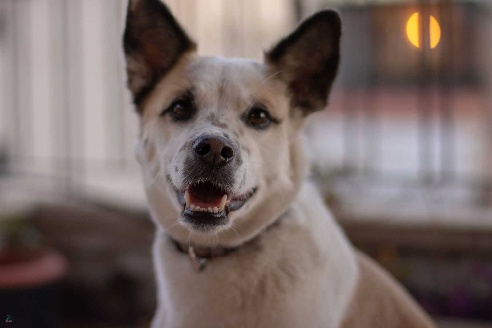 Nikon D7100 sample photo. Dog, nose, puppy photography