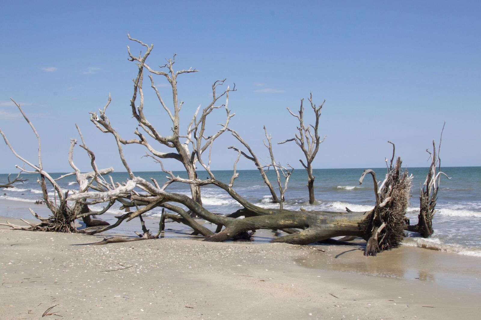 Canon EOS 70D + Canon EF 24-105mm F4L IS USM sample photo. Beach, edisto, south photography