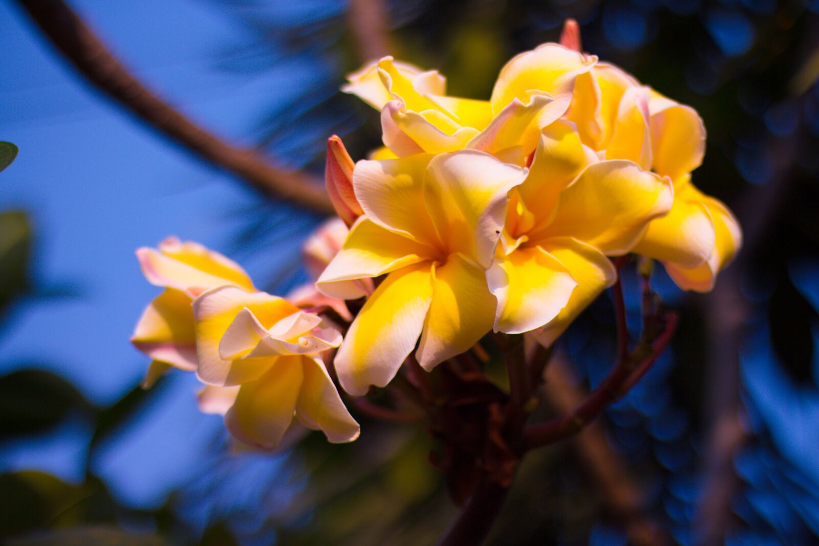 Canon EOS 700D (EOS Rebel T5i / EOS Kiss X7i) sample photo. Plumeria, flower, thailand photography