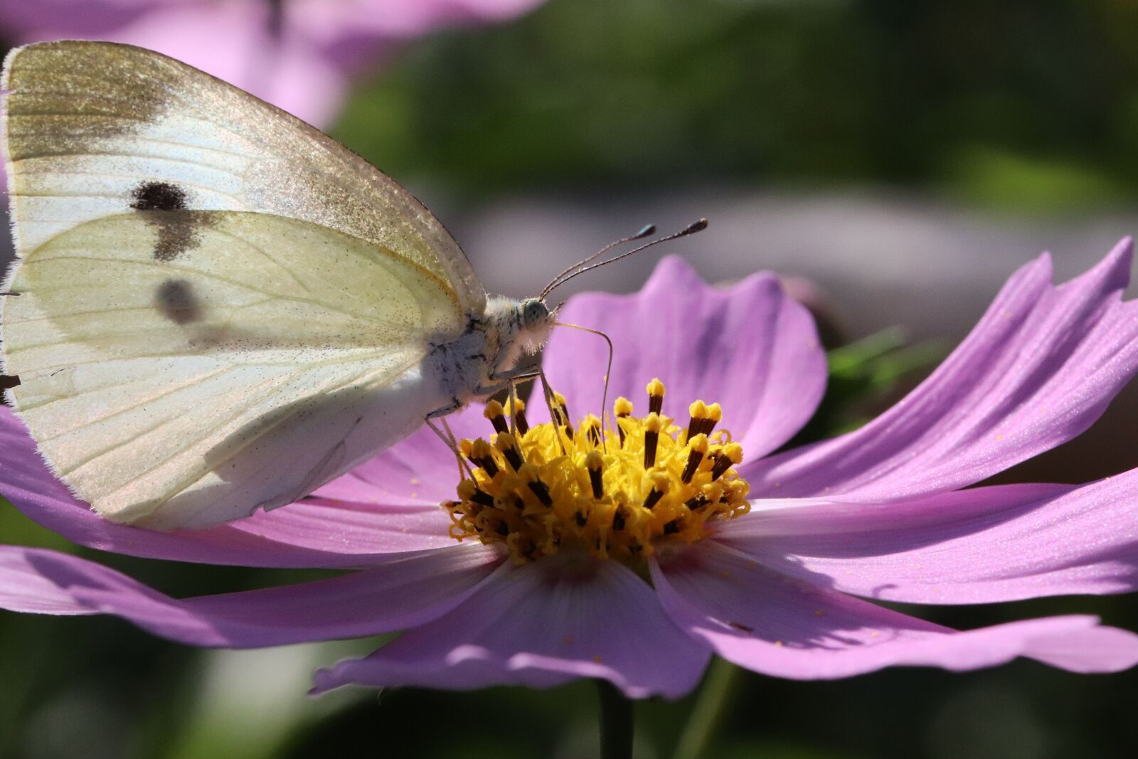 Canon EOS 800D (EOS Rebel T7i / EOS Kiss X9i) sample photo. Butterfly, cosmos, flowers photography