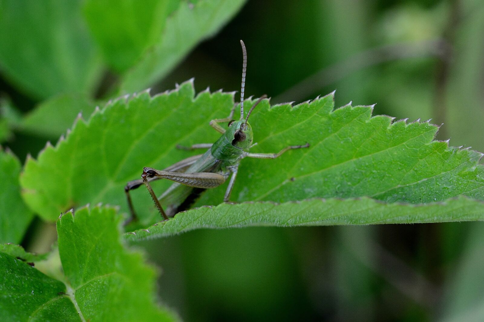 Nikon D5200 sample photo. Grasshopper, garden, close up photography