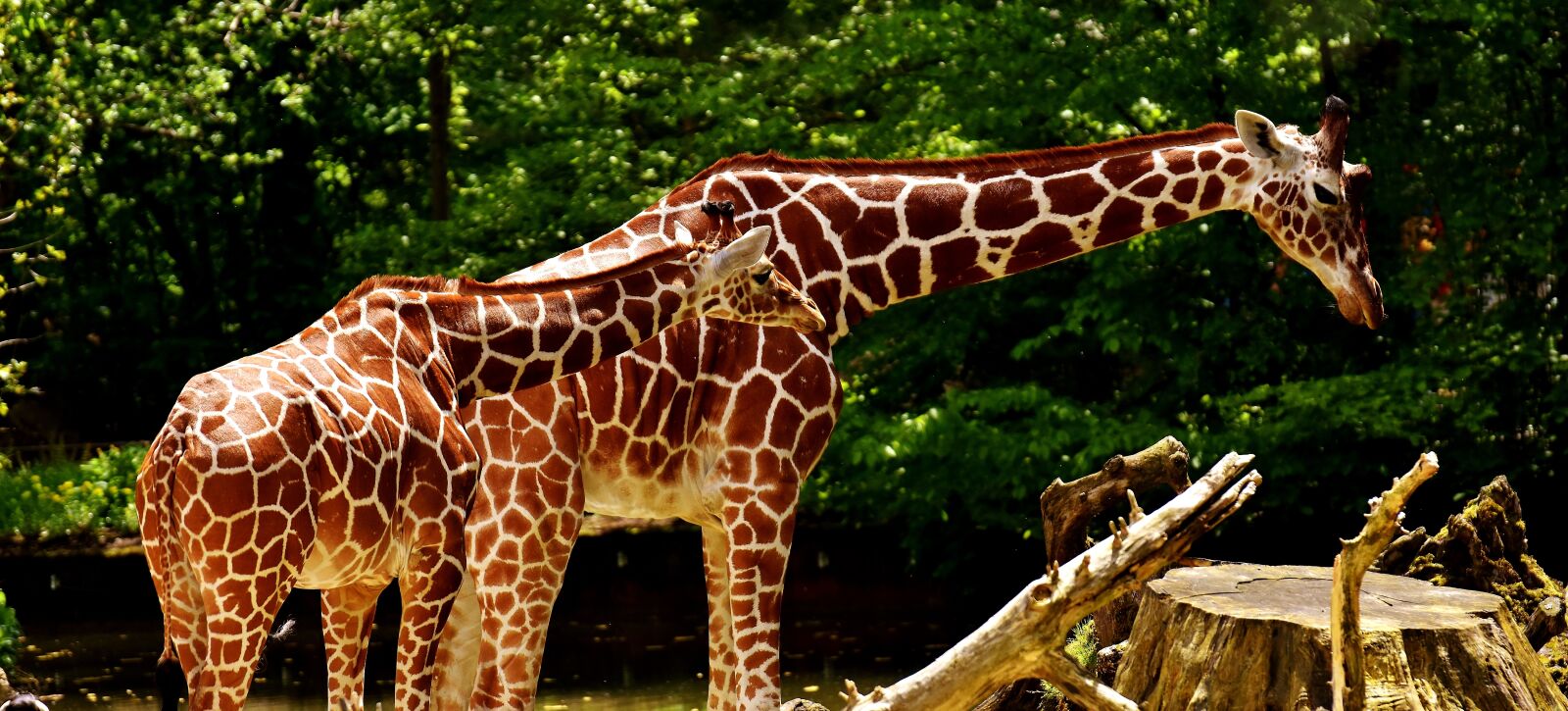 Nikon D7200 sample photo. Giraffes, wild animal, stains photography