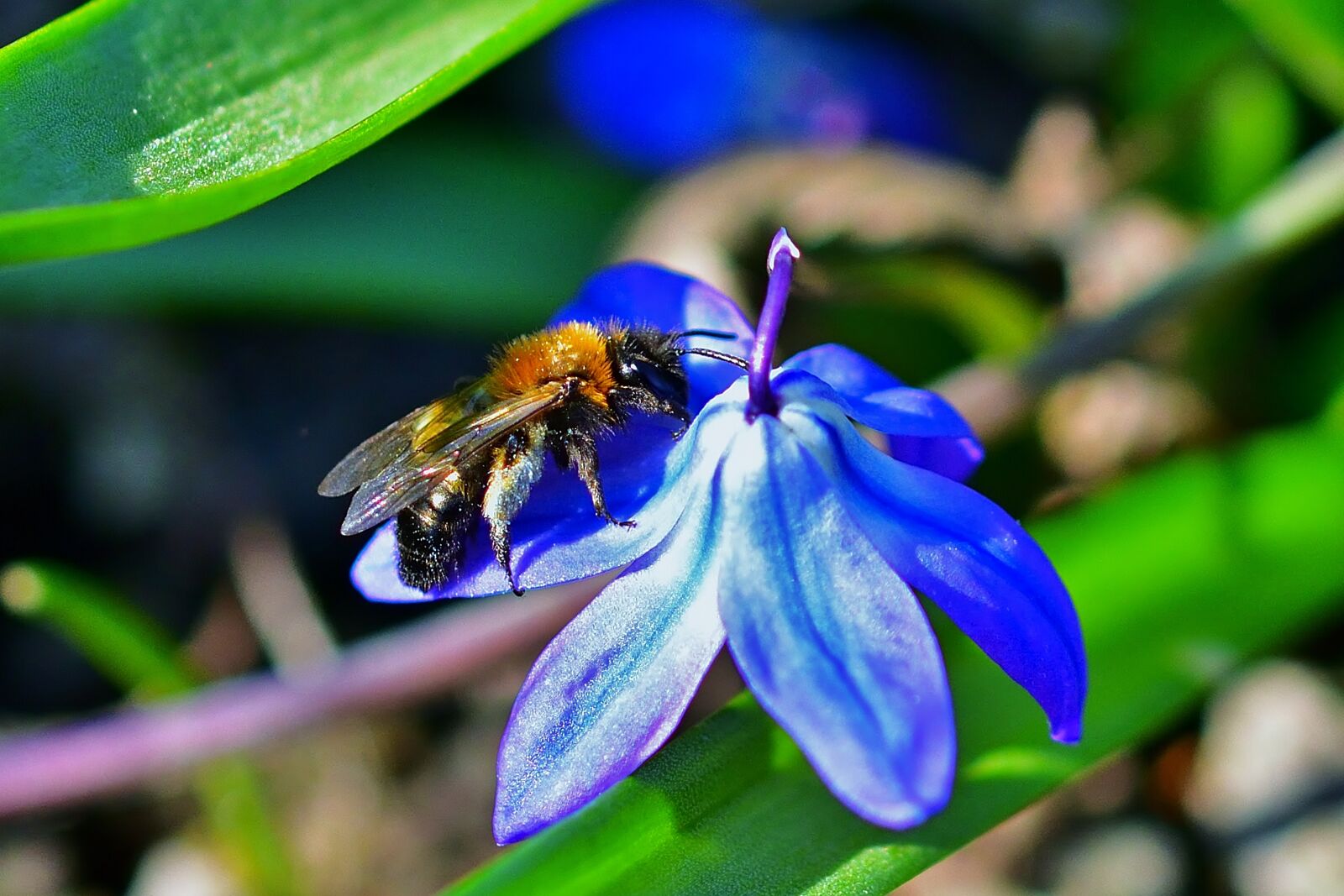 Nikon D5200 sample photo. Nature, garden, bee photography