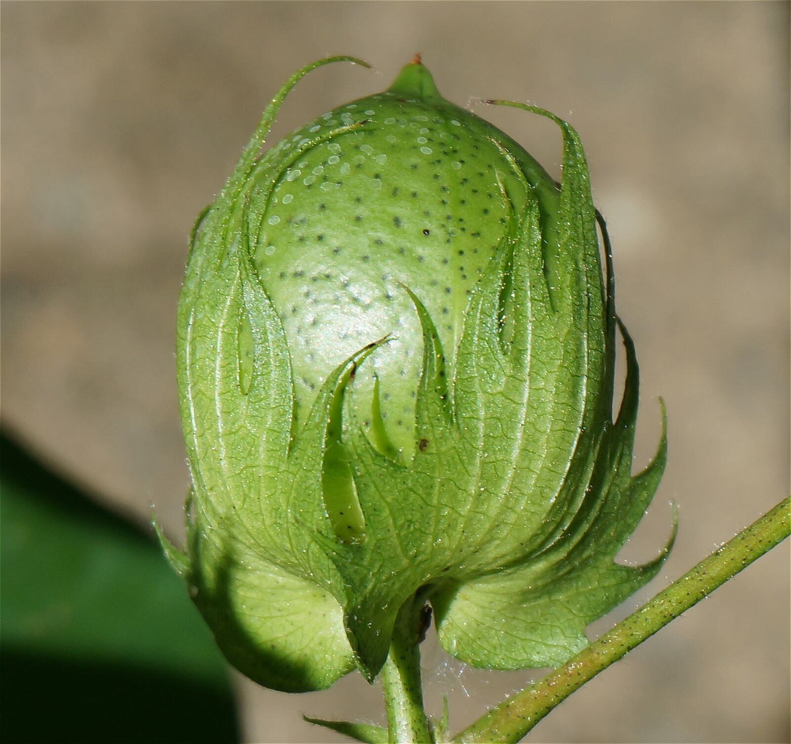 Sony Alpha NEX-5T sample photo. Ripening cotton boll, cotton photography