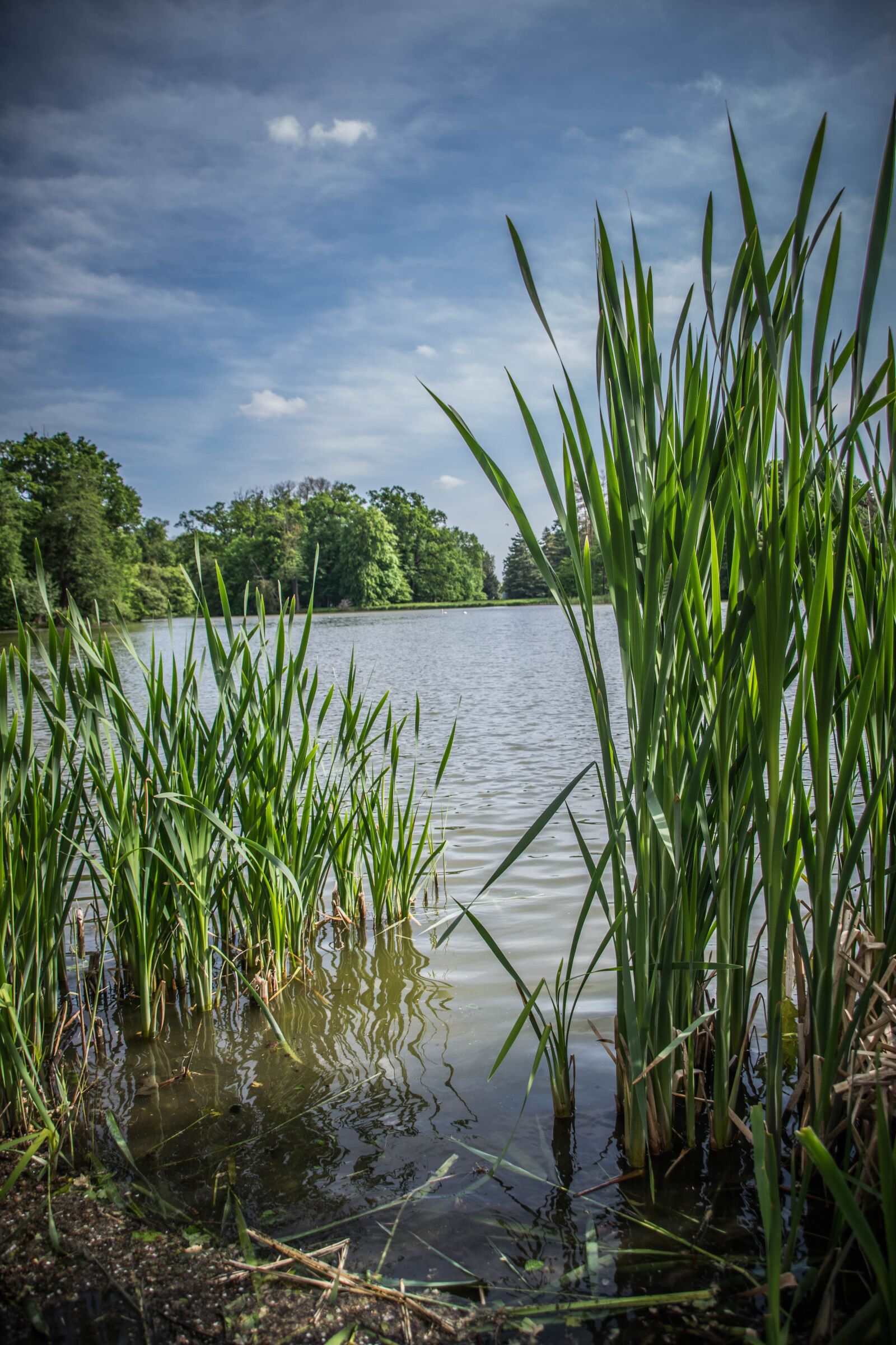 Nikon D5300 sample photo. Lake, surface, bank photography